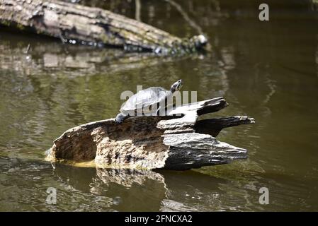 Terrapin Turtle (Malaclemys terrapia) auf einem verfallenden Baum im Frühling in der Mitte eines Naturreservesees in England Stockfoto