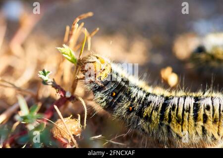 Nahaufnahme einer Raupe aus Gras eggar (Lasiocampa trifolii) Fütterung im Naturpark Ses Salines (Formentera, Balearen, Spanien) Stockfoto