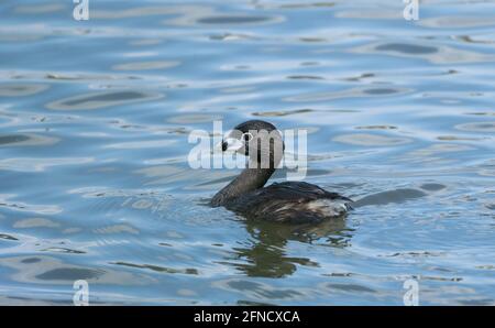 Ein Rotschnabeltaucher (Podilymbus podiceps) gleitet auf dem Wasser von Haskell Creek im Sepulveda Basin Wildlife Reserve, Woodley, Kalifornien, USA Stockfoto