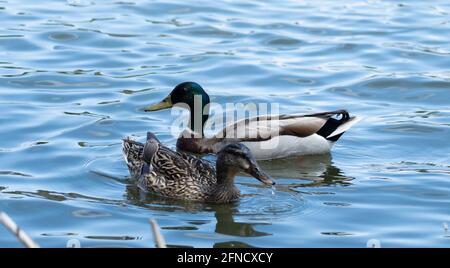 Eine männliche und weibliche Stockente schwimmen in Haskell Creek im Sepulveda Basin Wildlife Reserve, Woodley, Kalifornien, USA Stockfoto