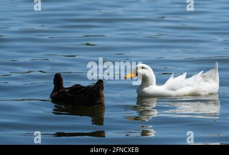 Zwei Stockenten - einer davon eine einheimische weiße Ente oder ein weißer pekin - schwimmen auf Haskell Creek im Sepulveda Basin Wildlife Reserve, Woodley, Kalifornien, USA Stockfoto