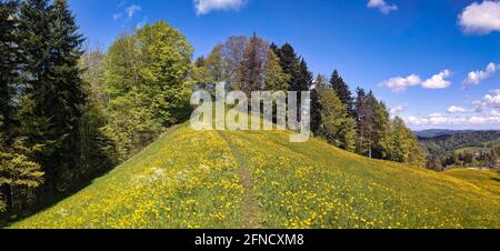 Wanderweg durch die frisch blühenden Dandelionen im Zürcher Oberland Bauma. Wunderschöne Frühlingslandschaft. Blume Stockfoto