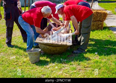 Aradac, Vojvodina, Serbien - 21. Mai 2016: Metzger verwenden Kegelwerkzeuge, um Haare von der Schweinehaut zu entfernen die anderen helfen, indem sie geschlachtetes Schwein mit Ketten drehen Stockfoto
