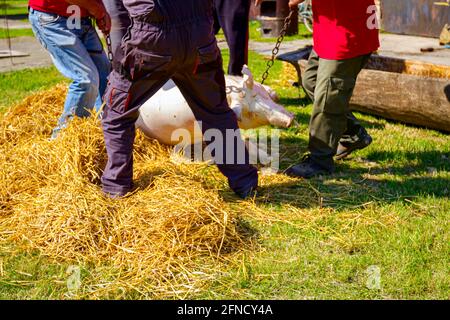 Teamarbeit von Metzgern halten geschlachtetes Schwein mit Ketten und tragen es zum Stroh, um das Haar vom Schweinehaut zu verbrennen. Stockfoto