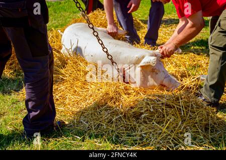 Teamarbeit von Metzgern halten geschlachtetes Schwein mit Ketten und tragen es zum Stroh, um das Haar vom Schweinehaut zu verbrennen. Stockfoto