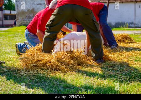 Teamarbeit von Metzgern halten geschlachtetes Schwein mit Ketten und tragen es zum Stroh, um das Haar vom Schweinehaut zu verbrennen. Stockfoto