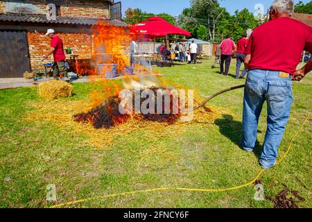 Metzger verbrennen Strohhaufen, um Haare von der Schweinehaut in der Metzgerei im Freien zu entfernen. Stockfoto