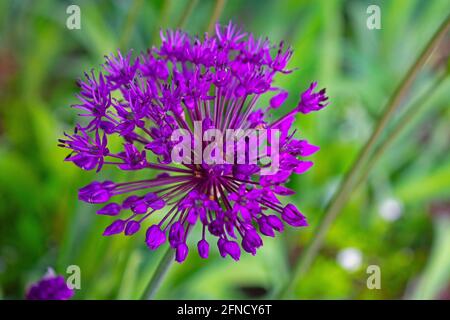 Einzelne riesige lila Allium-Blütenkopf, eine Zierzwiebelpflanze, in einem verschwommenen grünen grasigen Hintergrund -01 Stockfoto