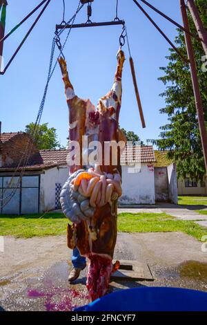 Der Metzger entfernt mit einem Messer den Darm, die Innereien aus den Eingeweiden des Schweins und legt sie in eine große Kunststoffschale, Fleischverarbeitung in der Metzgerei im Freien. Stockfoto