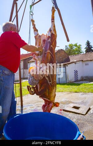 Der Metzger entfernt mit einem Messer den Darm, die Innereien aus den Eingeweiden des Schweins und legt sie in eine große Kunststoffschale, Fleischverarbeitung in der Metzgerei im Freien. Stockfoto
