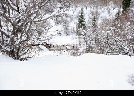 Bäume und Kiefern im Schnee im Winter Stockfoto