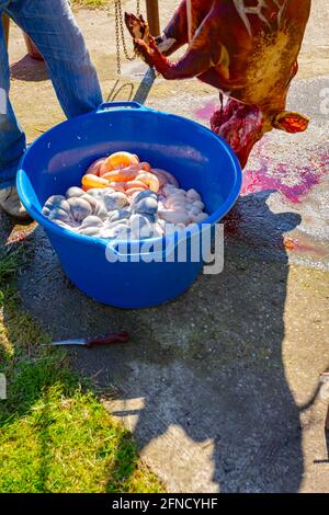 Der Metzger entfernt mit einem Messer den Darm, die Innereien aus den Eingeweiden des Schweins und legt sie in eine große Kunststoffschale, Fleischverarbeitung in der Metzgerei im Freien. Stockfoto
