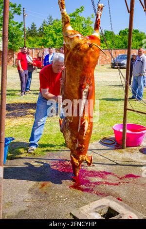 Aradac, Vojvodina, Serbien - 21. Mai 2016: Der Metzger verwendet einen scharfen Fleischhäcksler mit langem Holzgriff und schneidet den Thorax des rohen Schweins, das hängt Stockfoto