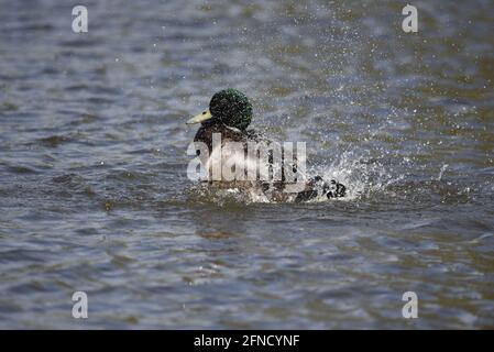 Männliche Stockente (Anas platyrhynchos) im linken Profil, die im See spritzt und mit Wassertröpfchen bedeckt ist und im Frühjahr in Großbritannien sprüht Stockfoto