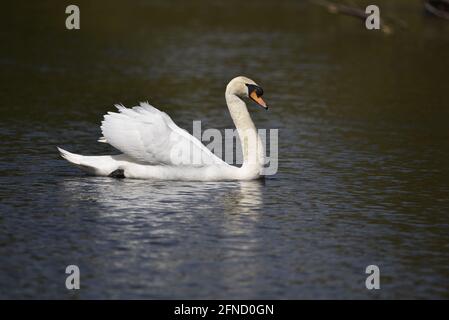 Männlicher stummer Schwan (Cygnus olor) Close-Up Schwimmen von links nach rechts mit Flügeln an einem sonnigen Frühlingstag in Großbritannien Stockfoto