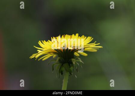 Nahaufnahme der blühenden Deladerblüte Stockfoto