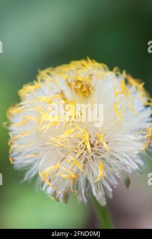 Coltsfoot (Tussulago fara) blüht im Frühling, Nahaufnahme Stockfoto