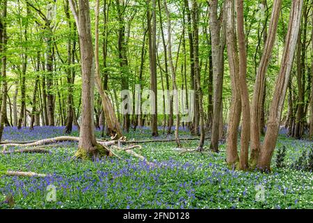 Wood Anemones und Bluebells in Sussex Woodland on a Spring Tag Stockfoto