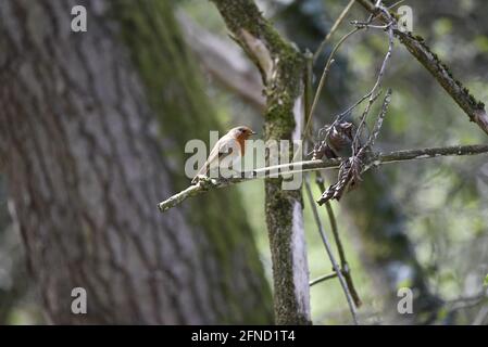 Europäischer Robin (Erithacus rubecula), der im Frühjahr auf einem Zweig in der Sonne im britischen Woodland thront, rechtes Profil Stockfoto