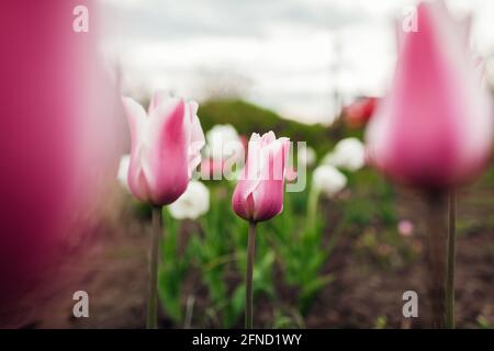 Nahaufnahme von rosa Tulpen in Blüte, die im Frühlingsgarten wachsen. Sanne. Blumen blühen im Mai im Freien Stockfoto