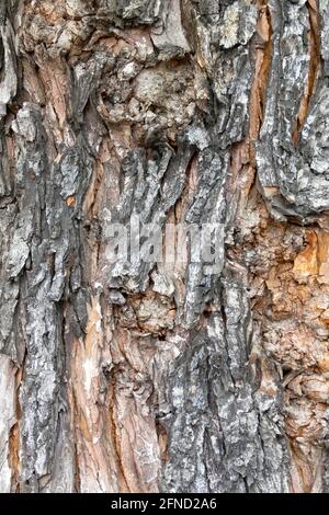 Silberner Ahorn Acer saccharinum Bark Baumrinde Textur Stockfoto
