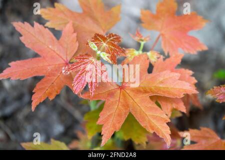 Acer saccharinum hinterlässt silbernen Ahorn Stockfoto