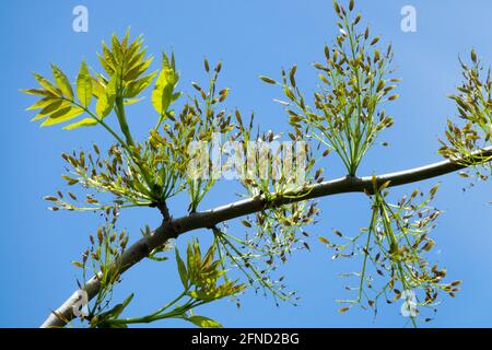 Fraxinus excelsior Blätter reifen Samen Gemeine Esche Stockfoto