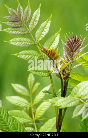 Esche Europäische Esche Fraxinus excelsior Blätter Stockfoto