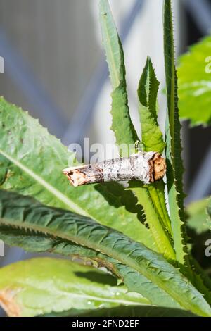 Buff-Tip-Motte, Phalera bucephala, in Ruhe, getarnt als kleiner Holzzweig. Stockfoto