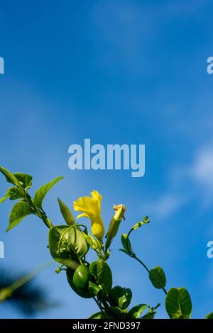 Der vertikale Bildschirm von Tecoma Stans Yellow Flowers gegen den blauen Himmel. Selektiver Fokus. Nordamerika, Mexiko Stockfoto