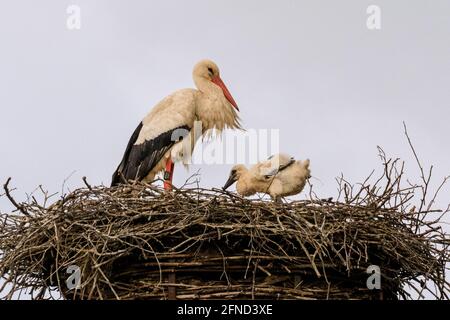 Dülmen, NRW, Deutschland. Mai 2020. Das größte der Küken macht ein paar wackelige Schritte. Ein wilder Weißstorch (Ciconia ciconia) Weibchen neigt zu ihren drei Jungtieren in ihrem Nest. Weißstörche kehren seit vielen Jahren zu den gleichen Brutplätzen zurück, um in diesem Gebiet zu brüten. Viele, wie dieses Weibchen, wurden beringt, um ihre jährliche Migration zu verfolgen - dieses Weibchen, getaggt 7X814, ist seit 2016 jedes Jahr mit einem Männchen namens 'Eugen' zurückgekehrt. Kredit: Imageplotter/Alamy Live Nachrichten Stockfoto