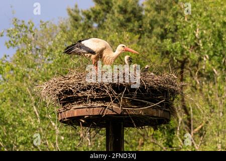 Dülmen, NRW, Deutschland. Mai 2020. Ein wilder Weißstorch (Ciconia ciconia) Weibchen neigt zu ihren drei Jungtieren in ihrem Nest. Weißstörche kehren seit vielen Jahren zu den gleichen Brutplätzen zurück, um in diesem Gebiet zu brüten. Viele, wie dieses Weibchen, wurden beringt, um ihre jährliche Migration zu verfolgen - dieses Weibchen, getaggt 7X814, ist seit 2016 jedes Jahr mit einem Männchen namens 'Eugen' zurückgekehrt. Kredit: Imageplotter/Alamy Live Nachrichten Stockfoto