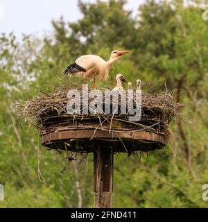 Dülmen, NRW, Deutschland. Mai 2020. Ein wilder Weißstorch (Ciconia ciconia) Weibchen neigt zu ihren drei Jungtieren in ihrem Nest. Weißstörche kehren seit vielen Jahren zu den gleichen Brutplätzen zurück, um in diesem Gebiet zu brüten. Viele, wie dieses Weibchen, wurden beringt, um ihre jährliche Migration zu verfolgen - dieses Weibchen, getaggt 7X814, ist seit 2016 jedes Jahr mit einem Männchen namens 'Eugen' zurückgekehrt. Kredit: Imageplotter/Alamy Live Nachrichten Stockfoto