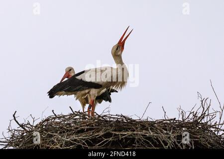 Dülmen, NRW, Deutschland. Mai 2020. Das Männchen kehrt kurz zum Nest zurück, bevor es abfliegt, um mehr Nahrung für die Familie zu bringen. Ein wilder Weißstorch (Ciconia ciconia) Weibchen neigt zu ihren drei Jungtieren in ihrem Nest. Weißstörche kehren seit vielen Jahren zu den gleichen Brutplätzen zurück, um in diesem Gebiet zu brüten. Viele, wie dieses Weibchen, wurden beringt, um ihre jährliche Migration zu verfolgen - dieses Weibchen, getaggt 7X814, ist seit 2016 jedes Jahr mit einem Männchen namens 'Eugen' zurückgekehrt. Kredit: Imageplotter/Alamy Live Nachrichten Stockfoto