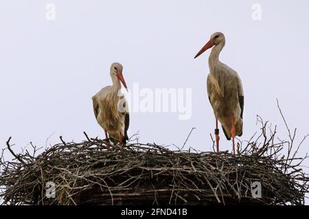 Dülmen, NRW, Deutschland. Mai 2020. Das Männchen kehrt kurz zum Nest zurück, bevor es abfliegt, um mehr Nahrung für die Familie zu bringen. Ein wilder Weißstorch (Ciconia ciconia) Weibchen neigt zu ihren drei Jungtieren in ihrem Nest. Weißstörche kehren seit vielen Jahren zu den gleichen Brutplätzen zurück, um in diesem Gebiet zu brüten. Viele, wie dieses Weibchen, wurden beringt, um ihre jährliche Migration zu verfolgen - dieses Weibchen, getaggt 7X814, ist seit 2016 jedes Jahr mit einem Männchen namens 'Eugen' zurückgekehrt. Kredit: Imageplotter/Alamy Live Nachrichten Stockfoto