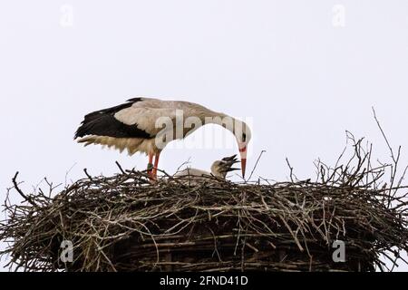 Dülmen, NRW, Deutschland. Mai 2020. Ein wilder Weißstorch (Ciconia ciconia) Weibchen neigt zu ihren drei Jungtieren in ihrem Nest. Weißstörche kehren seit vielen Jahren zu den gleichen Brutplätzen zurück, um in diesem Gebiet zu brüten. Viele, wie dieses Weibchen, wurden beringt, um ihre jährliche Migration zu verfolgen - dieses Weibchen, getaggt 7X814, ist seit 2016 jedes Jahr mit einem Männchen namens 'Eugen' zurückgekehrt. Kredit: Imageplotter/Alamy Live Nachrichten Stockfoto