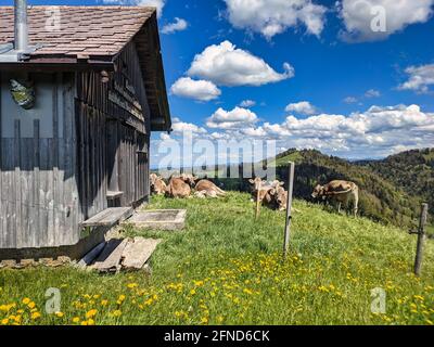 Kleine Alp mit Kühen oberhalb von fischenthal im zürcher oberland. Alte Holzhütte. Frühling Sommerzeit in der Schweiz. Bauernhof Stockfoto