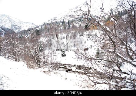 Verschiedene Bäume und Kiefern im Schnee im Winter Stockfoto