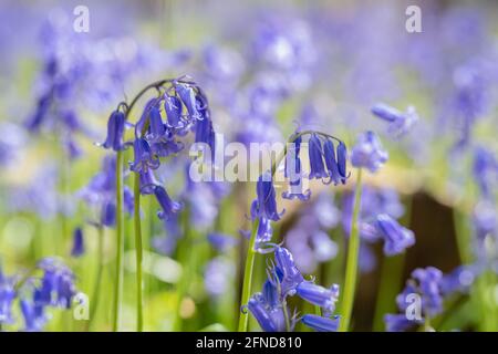 Nahaufnahme von Blautönen in Waldlandschaft im Frühling mit strahlendem Sonnenschein und blauer und grüner Waldbeschaulichkeit in Danbury, Essex, England Stockfoto