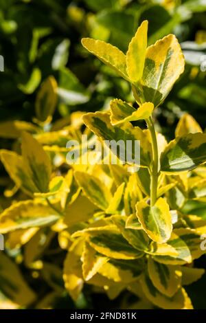 Eine vertikale Aufnahme eines immergrünen Strauchs mit goldenem Euonymus Grüne und gelbe ovale Blätter Stockfoto