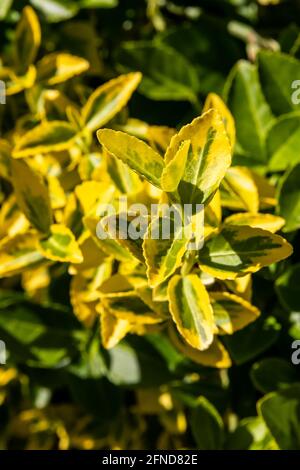 Eine vertikale Aufnahme eines immergrünen Strauchs mit goldenem Euonymus Grüne und gelbe ovale Blätter Stockfoto