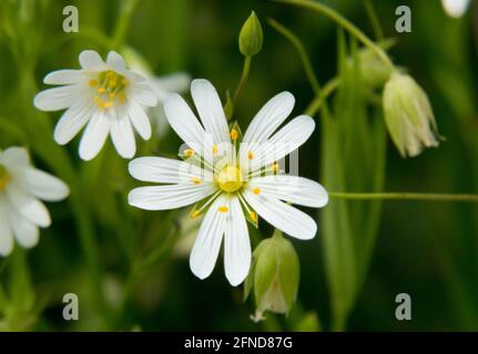 Nahaufnahme der weißen Blume des Mausohrkrauts, auch bekannt als Starweed Stockfoto