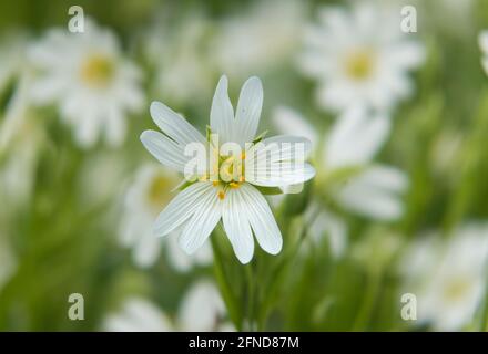 Nahaufnahme der weißen Blume des Mausohrkrauts, auch bekannt als Starweed Stockfoto