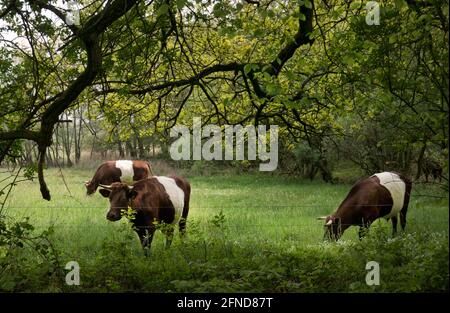 Drei holländische Belted Cows, auch bekannt als Lakenvelders, in einer rustikalen grünen Landschaft Stockfoto