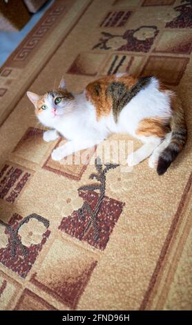 Schöne dreifarbige bunte Katze liegt auf einem Teppich Stockfoto