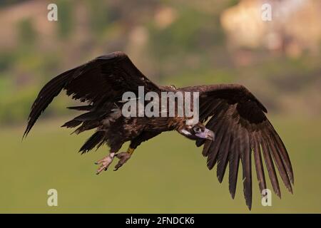 Ein Geier (Aegypius monachus) im Flug. Stockfoto