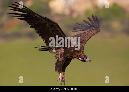 Ein Geier (Aegypius monachus) im Flug. Stockfoto