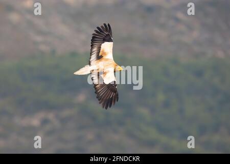 Ein ägyptischer Geier (Neophron percnopterus), der in den spanischen Pyrenäen fliegt. Stockfoto