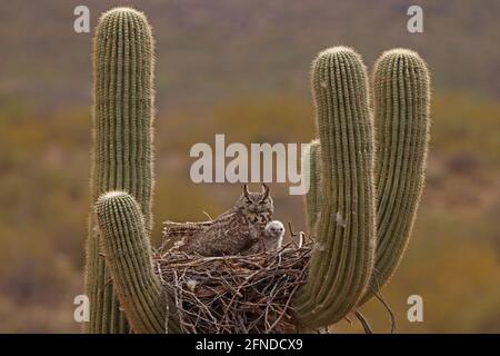 Große gehörnte Eulen (Bubo virginianus), im Nest in saguaro Kaktus, (Carnegiea gigantea), Sonoran Wüste, Arizona Stockfoto