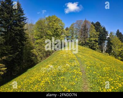 Wanderweg durch die frisch blühenden Dandelionen im Zürcher Oberland Bauma. Wunderschöne Frühlingslandschaft. Blume Stockfoto